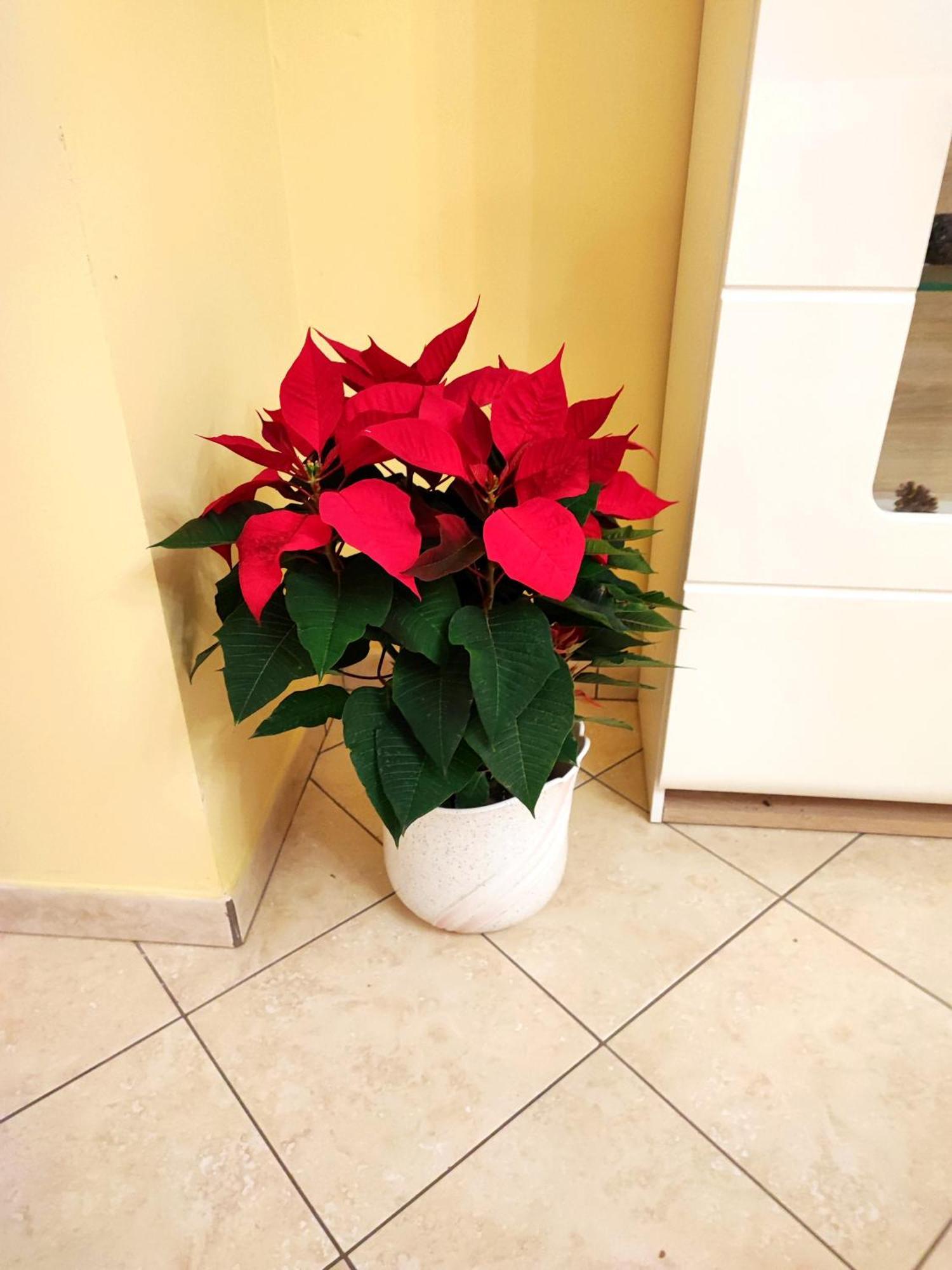 Maresole Tra L'Etna E Taormina Apartment มาสคาลิ ภายนอก รูปภาพ